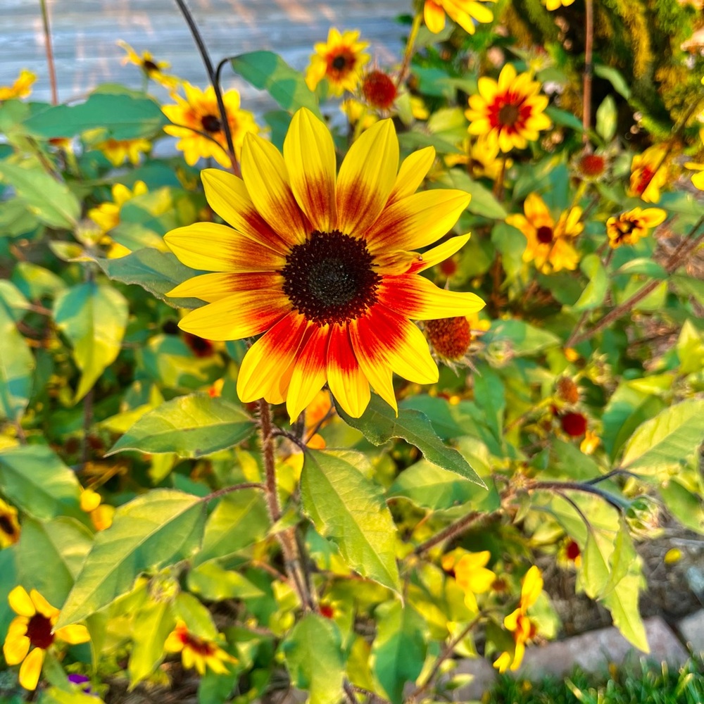 Meet your Posher, Katty